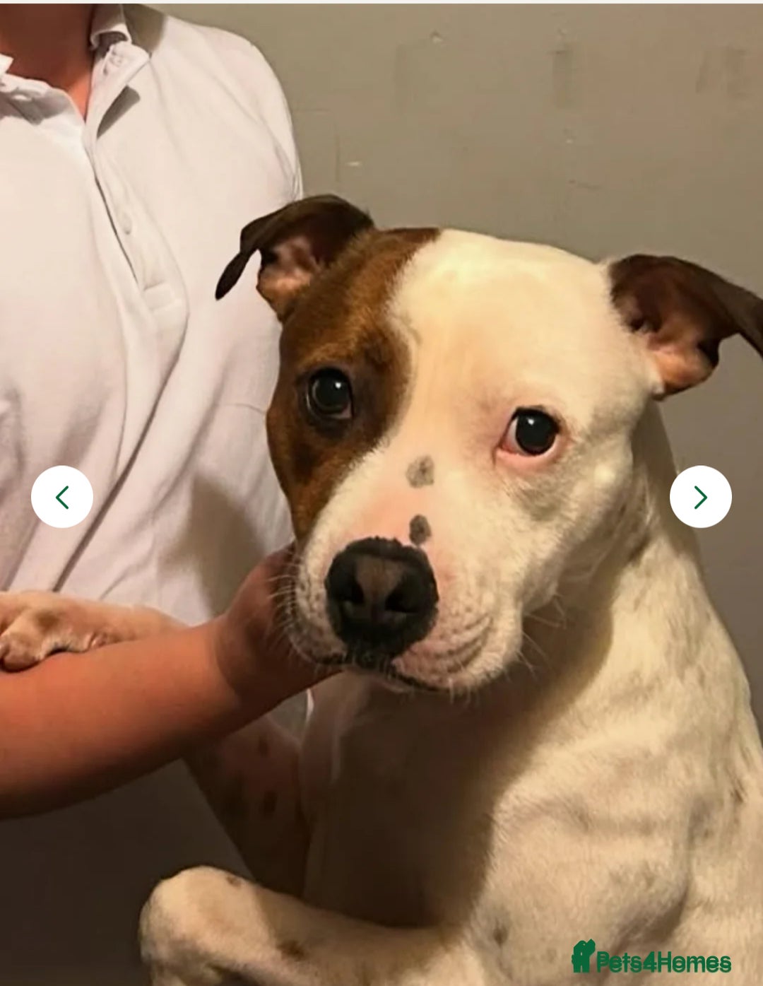 Staffordshire Bull Terrier dogs for sale: Staffordshire bull terrier  - Advert 3