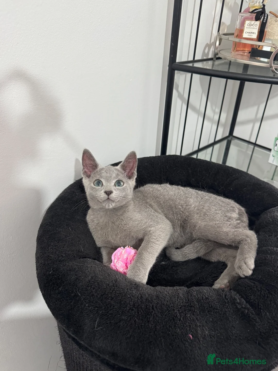 Russian Blue cats for sale: Still available very cuddly russian blue  - Advert 2
