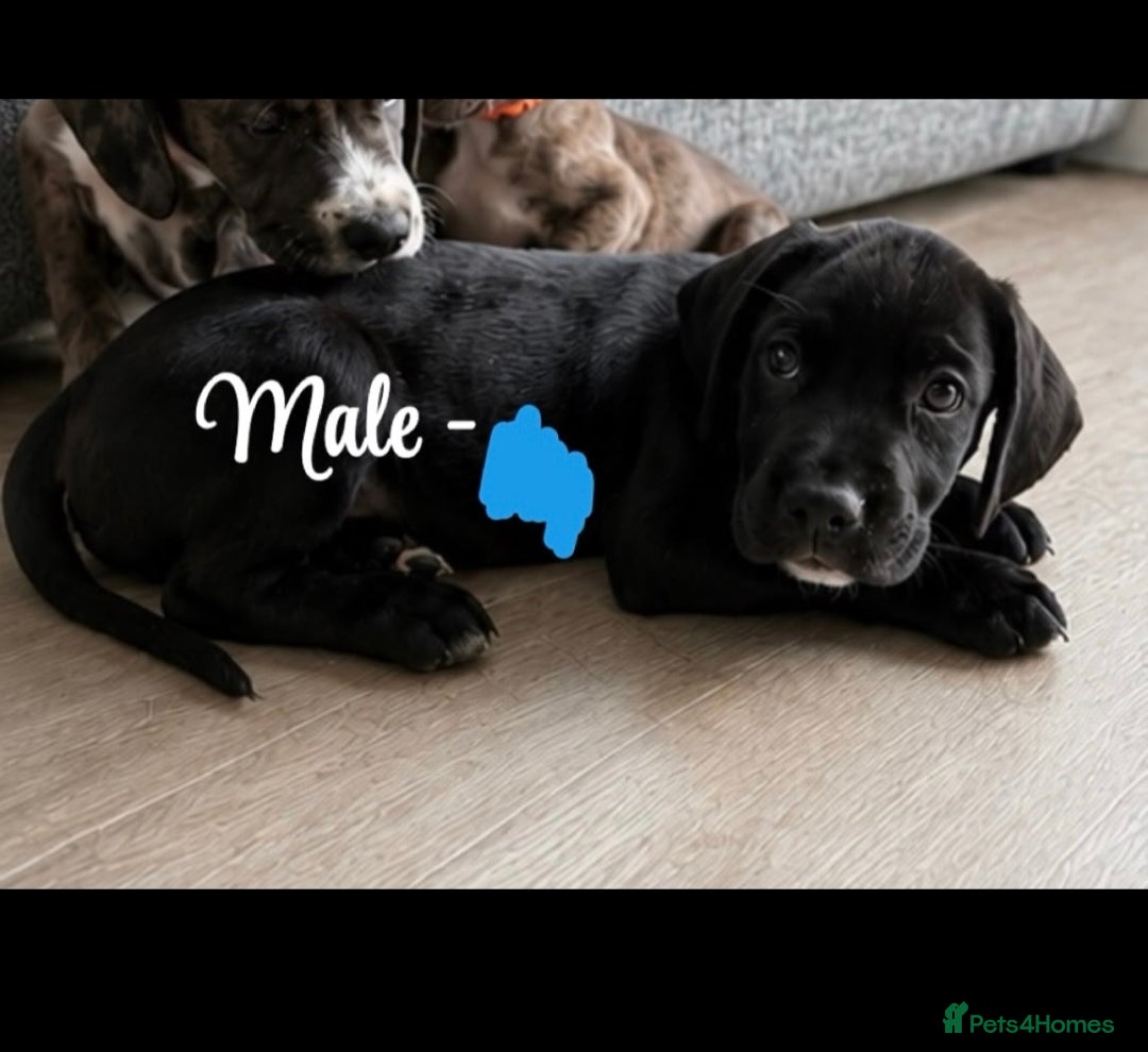 Mixed Breed dogs Cane Corso-Springer spaniel mix - Advert 2