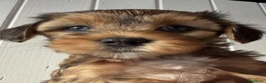 Maltipoo 3