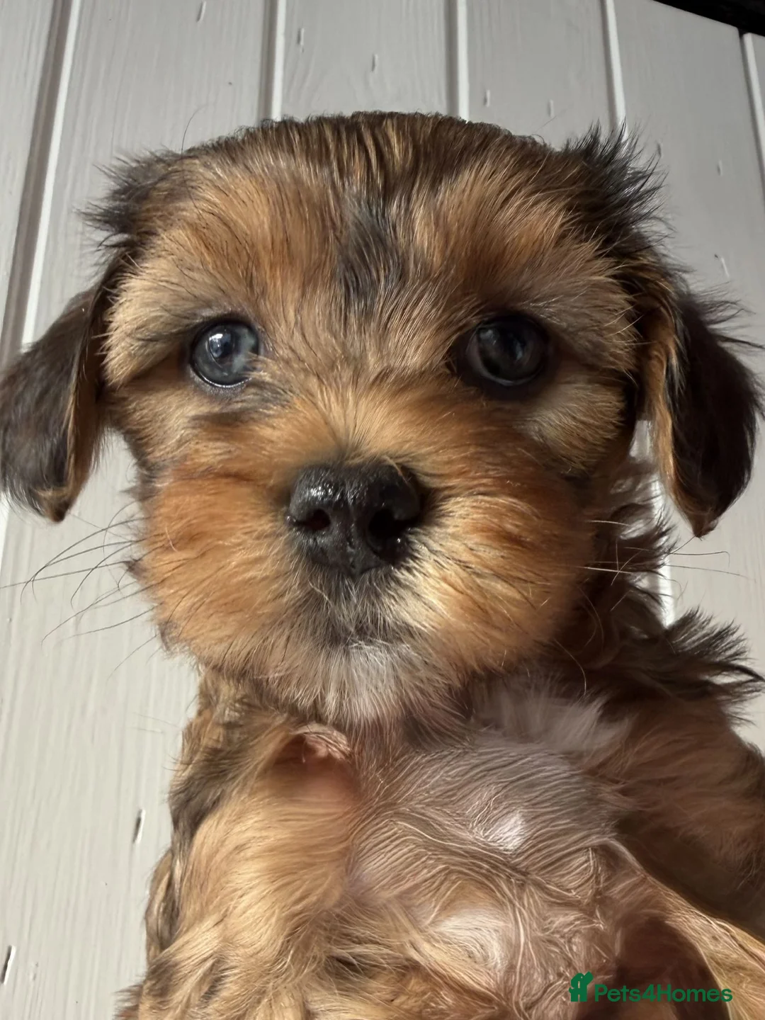 Maltipoo dogs for sale: Beautiful Maltipoo Puppies - Advert 2