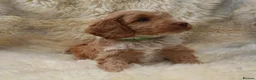 Cockapoo dogs for sale: FI CHAMPAGNE AND WHITE  MALE FROM 5* BREEDER - Advert 10
