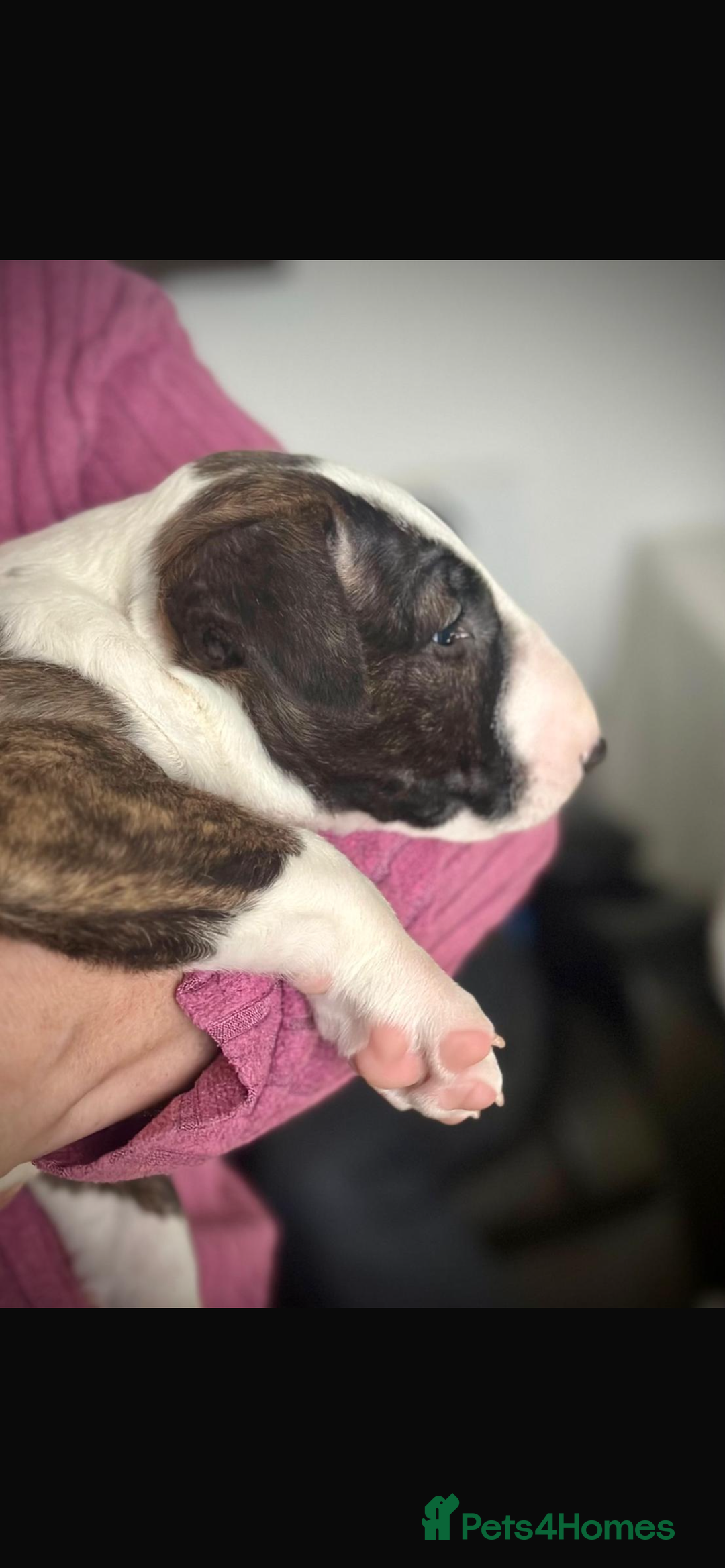 Bull Terrier dogs for sale: English Bull Terrier pups - Image 5