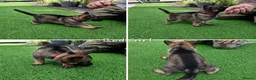 German Shepherd dogs for sale: Fully Health Tested KC Registered Working Line - Advert 9