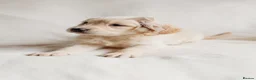 Golden Retriever dogs for sale: Beautiful golden retrievers - Advert 8