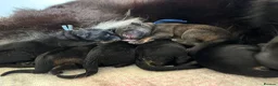 German Shepherd dogs for sale: German shepherd Puppies. KC REGISTERED  - Advert 11