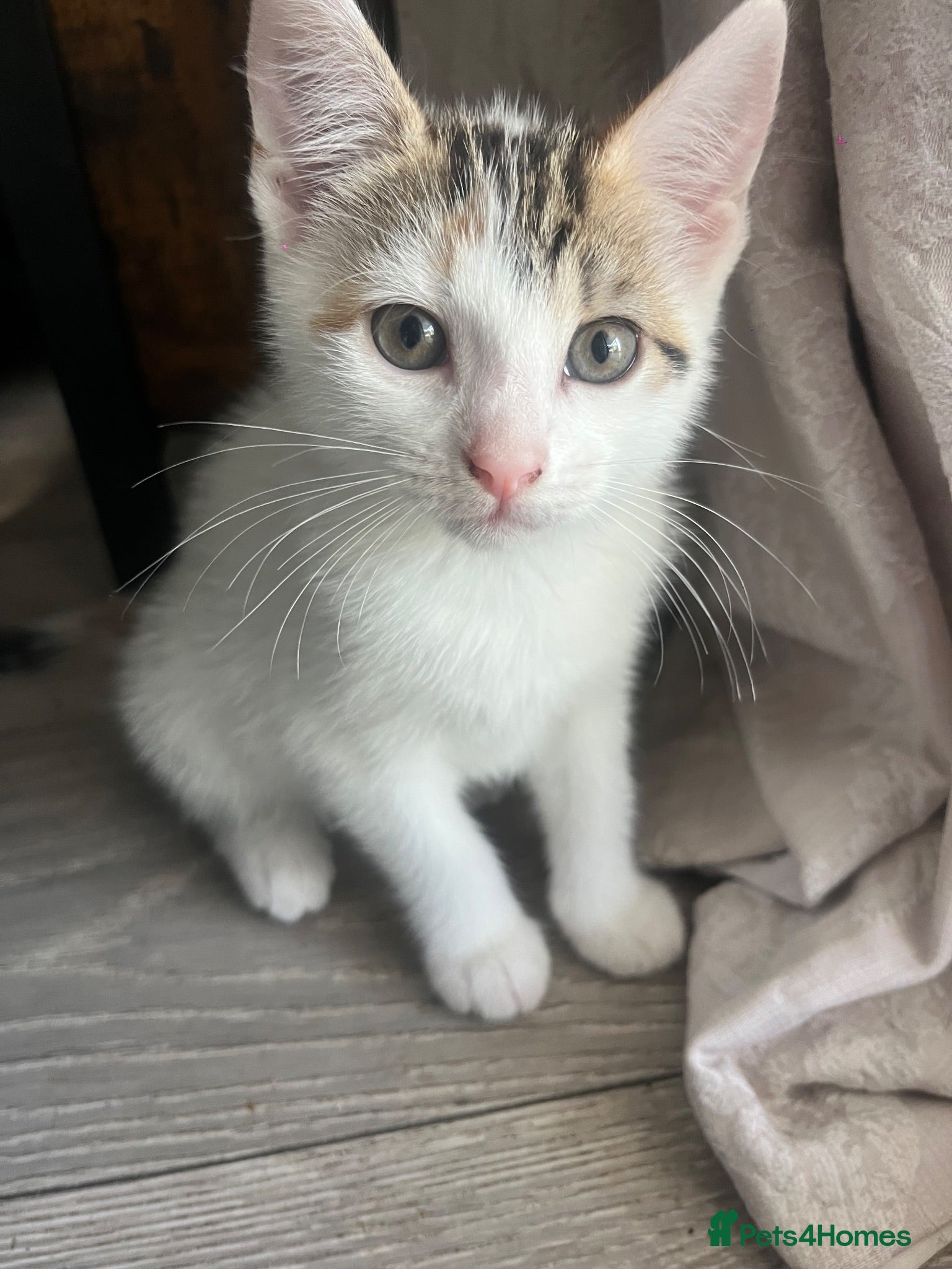 Mixed Breed cats 2 kittens ready for new homes  - Advert 7