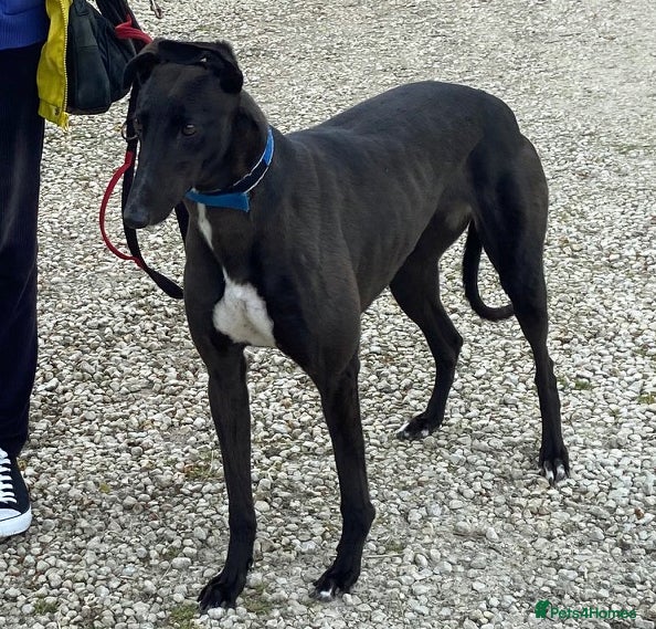Greyhound dogs Beautiful Ellie wants a new loving forever home - Advert 1