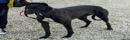 Greyhound dogs for adoption: Beautiful Ellie wants a new loving forever home - Advert 1