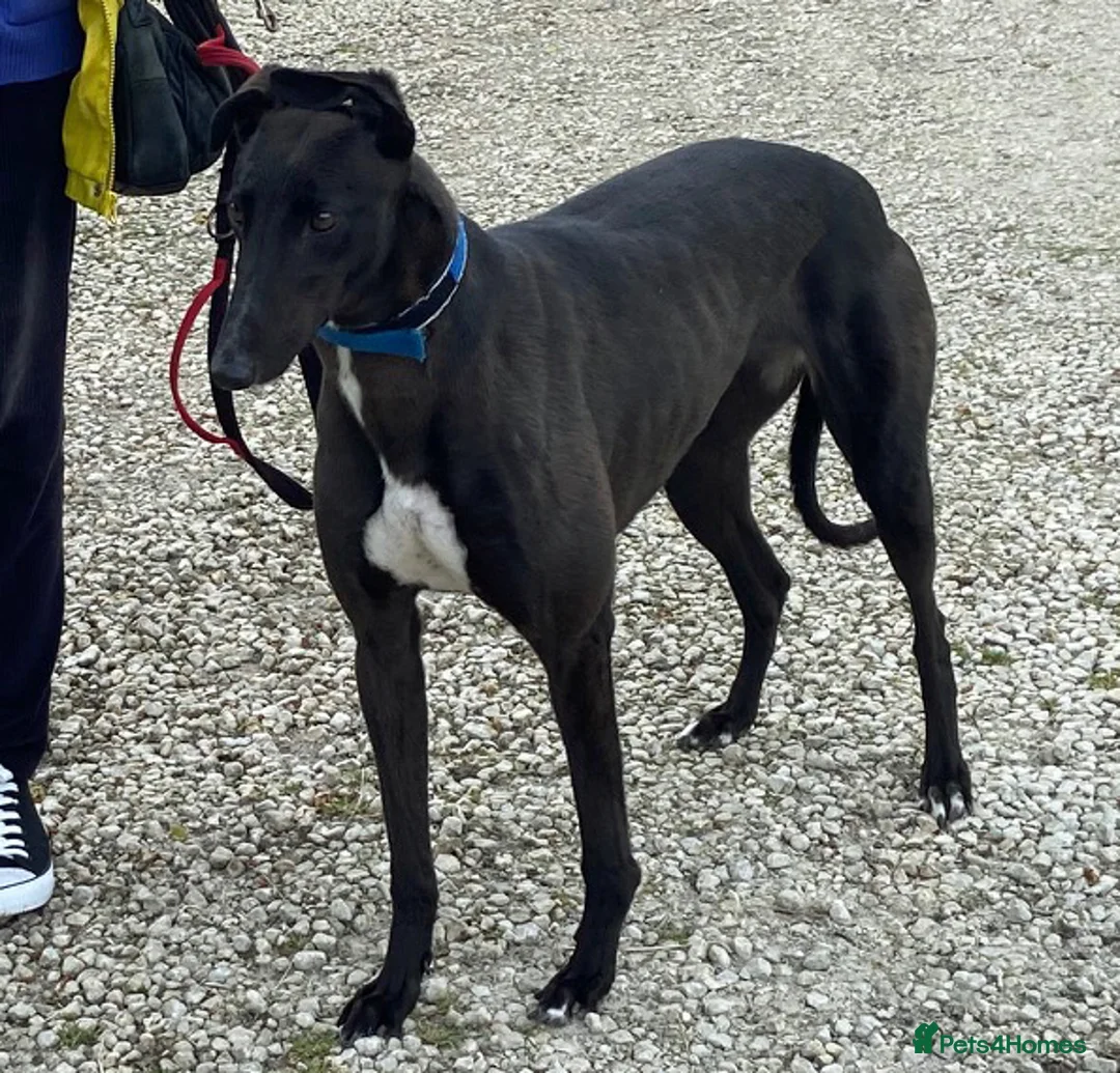 Greyhound dogs for adoption: Beautiful Ellie wants a new loving forever home - Advert 1
