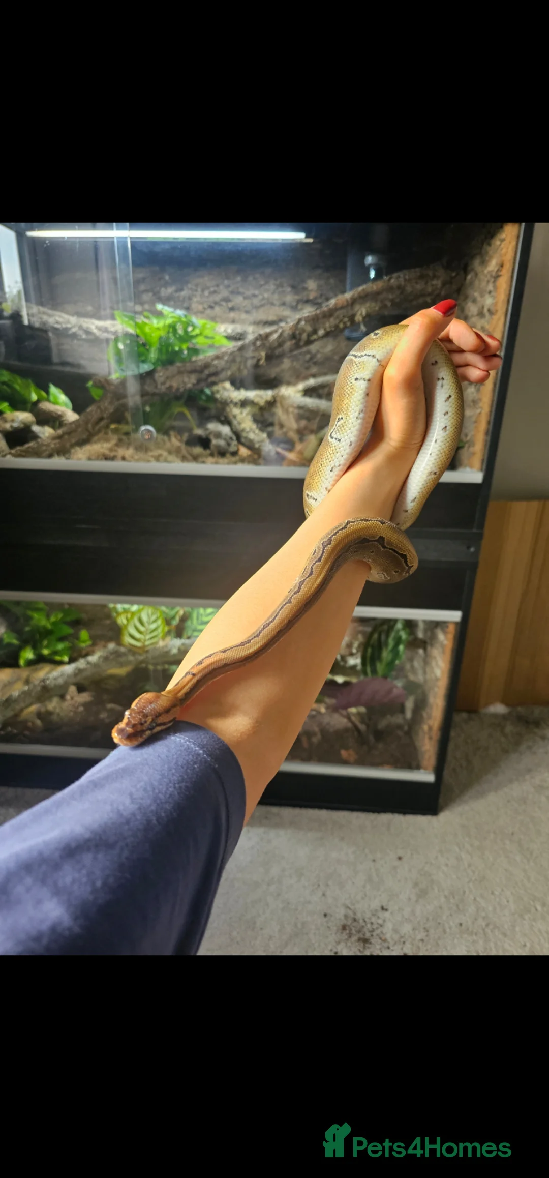 Python Snake reptiles for sale: Royal Python - Pinstripe  in Bedford - Advert 2