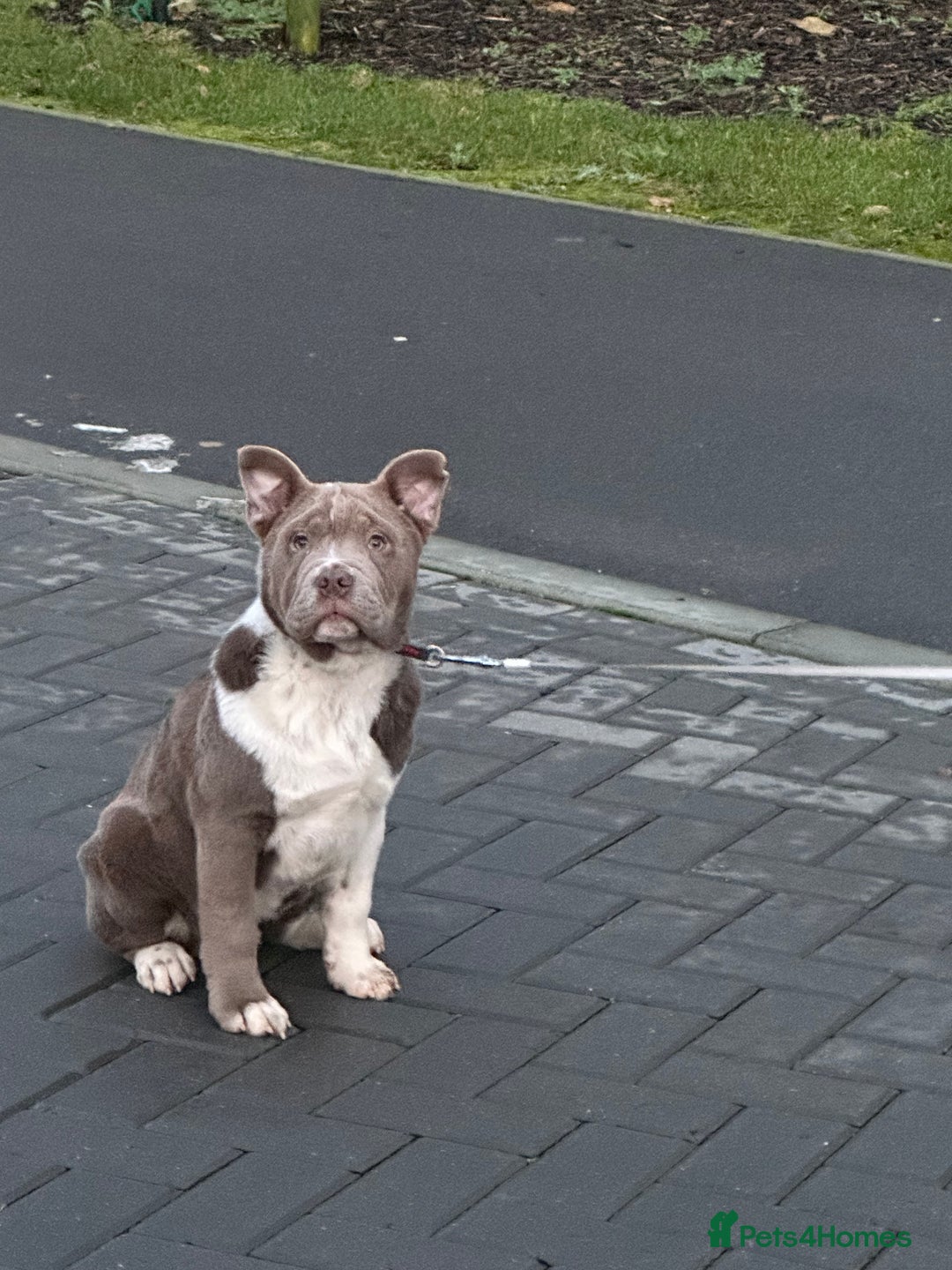 Mixed Breed dogs for sale: Miniature bulldog cross chowpei male - Advert 2