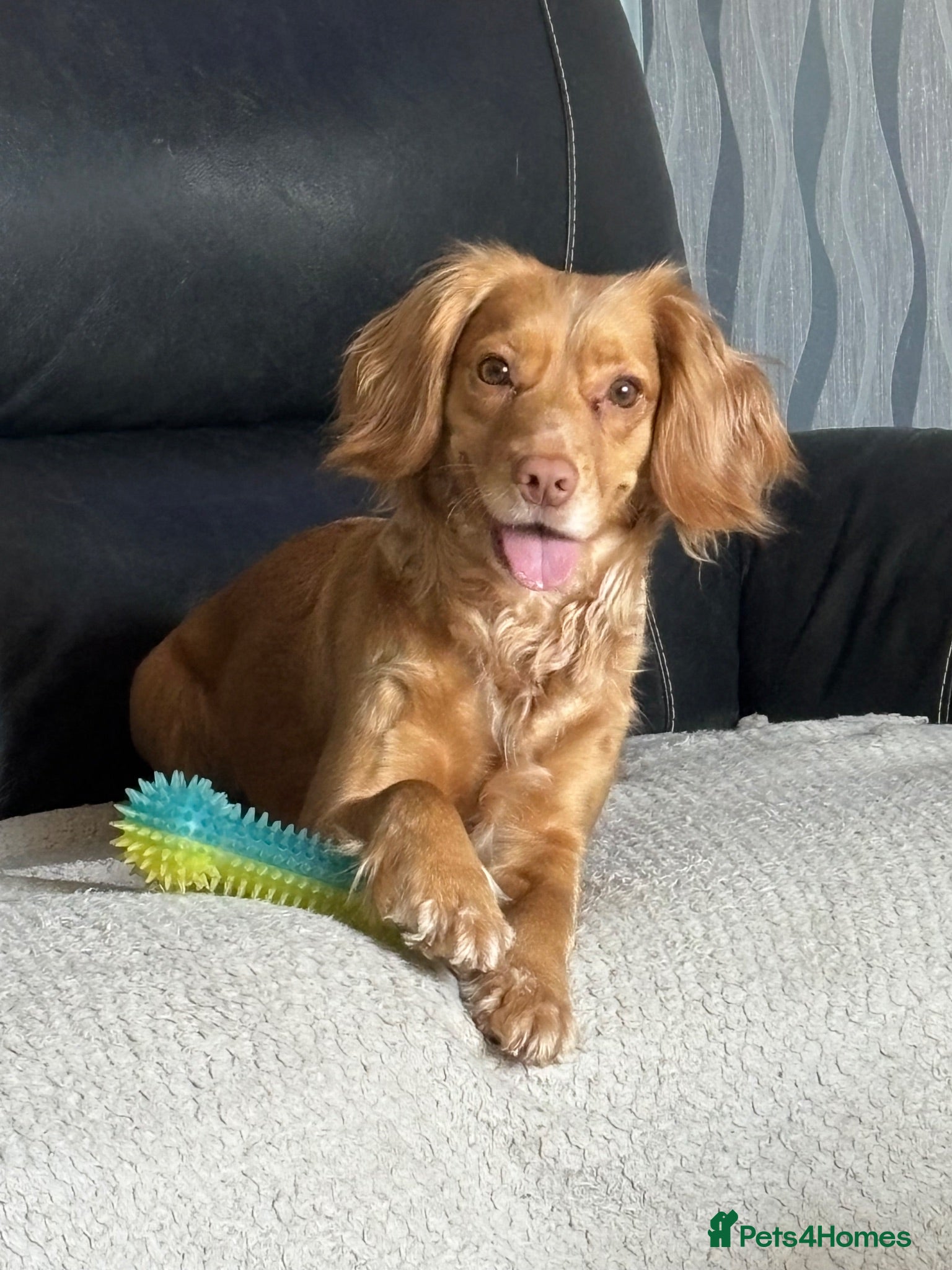 Cockapoo dogs ⭐ Health tested Cockerpoos⭐ - Advert 1