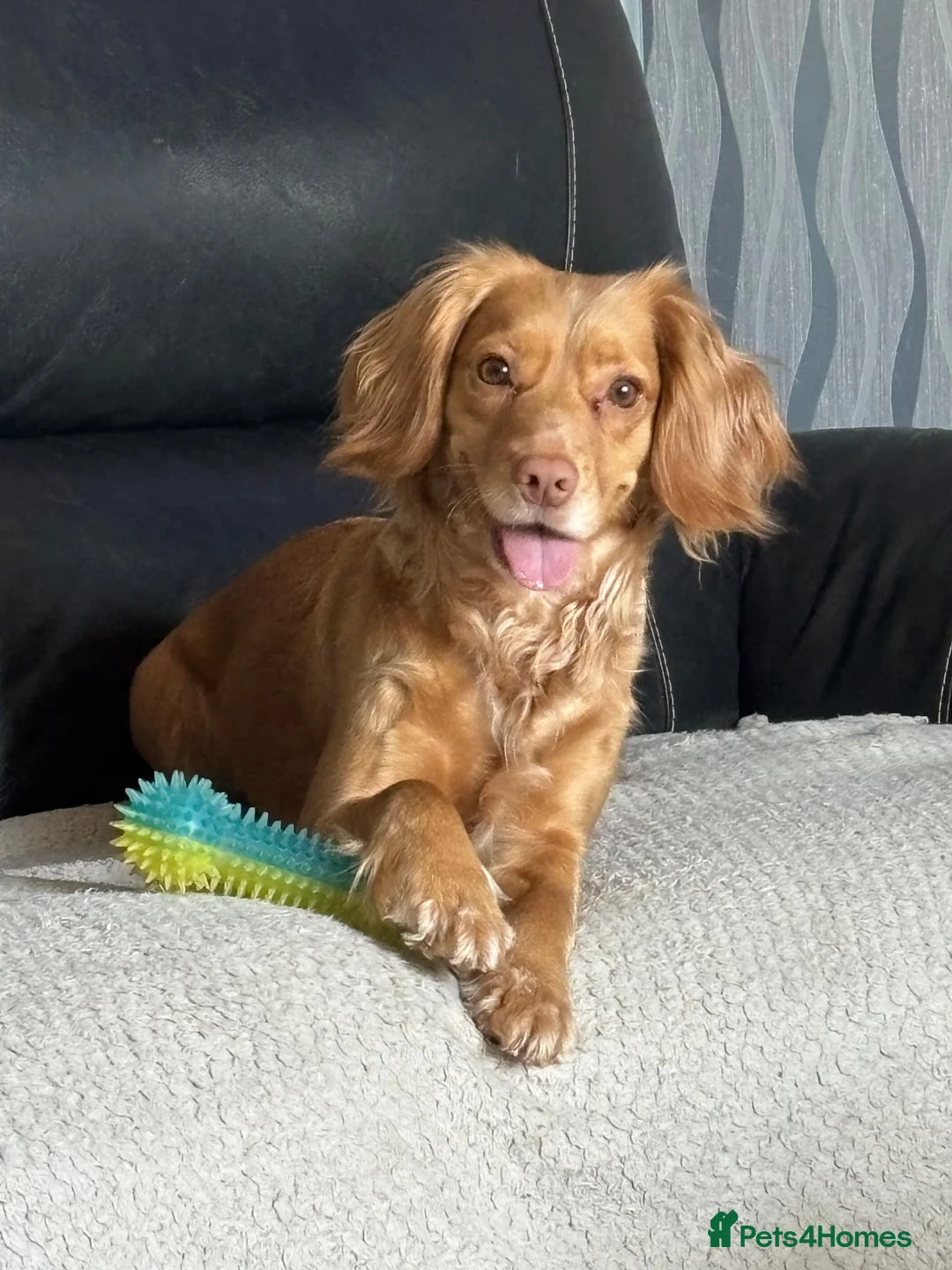 Cockapoo dogs for sale: ⭐ F1 Health tested Cockerpoos⭐ - Advert 1