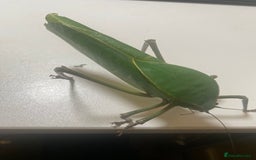 Stick Insects invertebrates for sale: Giant hooded katydid (siliquofera grandis) - Image 6