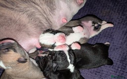 Old Tyme Bulldog dogs for sale: Old tyme bulldog pups  - Image 19
