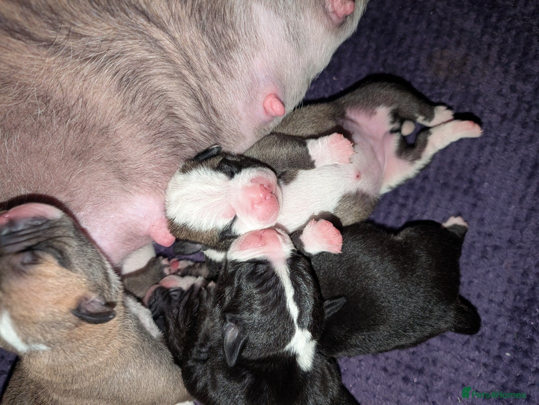 Old Tyme Bulldog dogs for sale: Old tyme bulldog pups  - Image 19