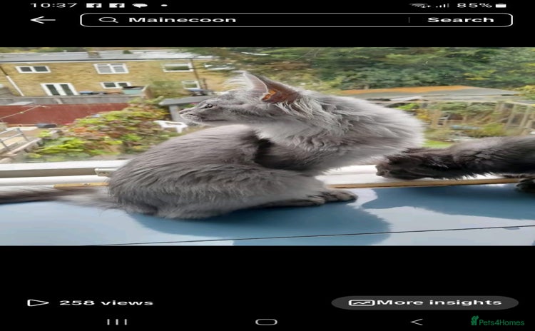 Maine Coon cats - Advert 1