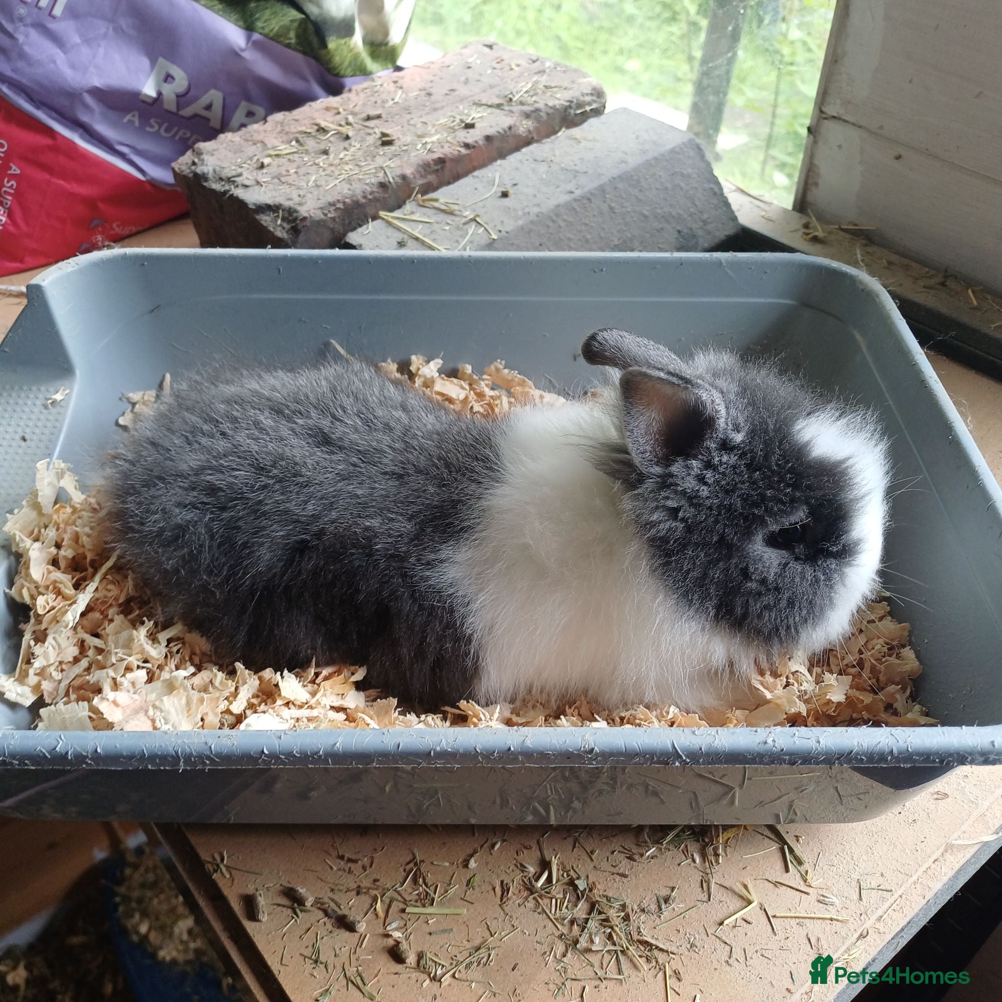 Lionhead rabbits Baby double main lionhead bunnies for sale  - Advert 16