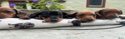 Dachshund dogs for sale: Dachshund-Miniature Smooth  - Advert 4