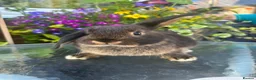 Mini Lop rabbits for sale: 1 black tort mini lop,1 black otter mini lop cross - Advert 6