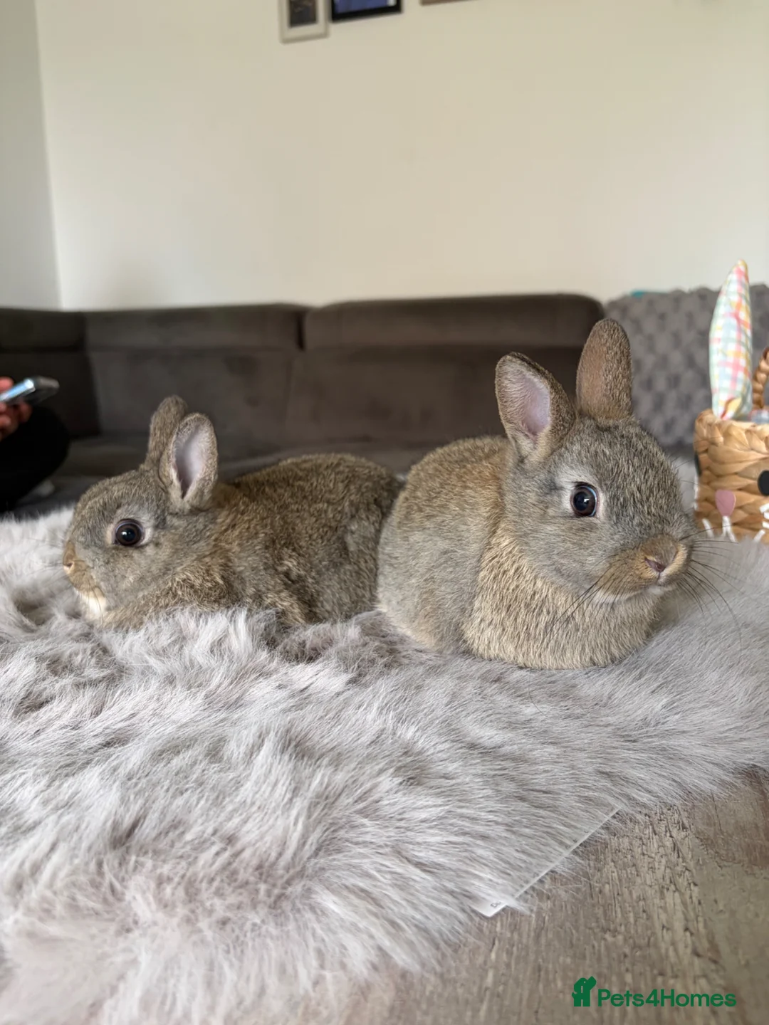 Netherland Dwarf rabbits for sale: 2 Female Netherland Dwarf Rabbits for Sale - Advert 2