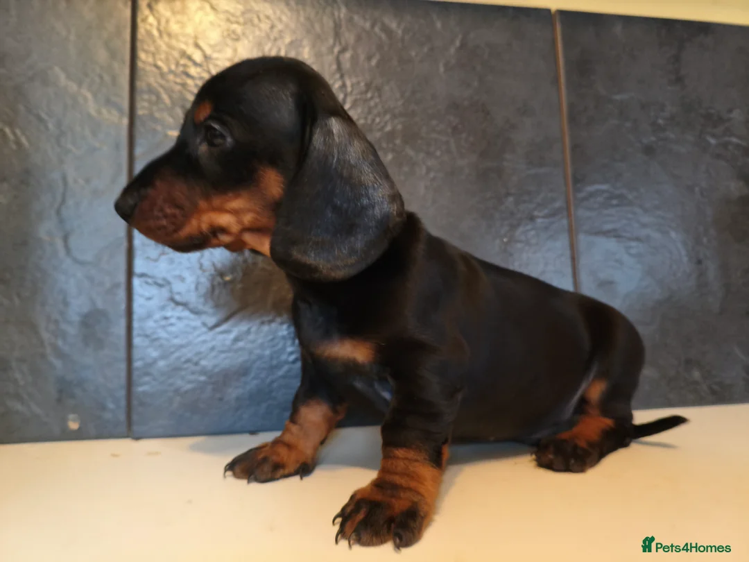 Dachshund dogs for sale: Standard dachshund puppies  - Advert 6