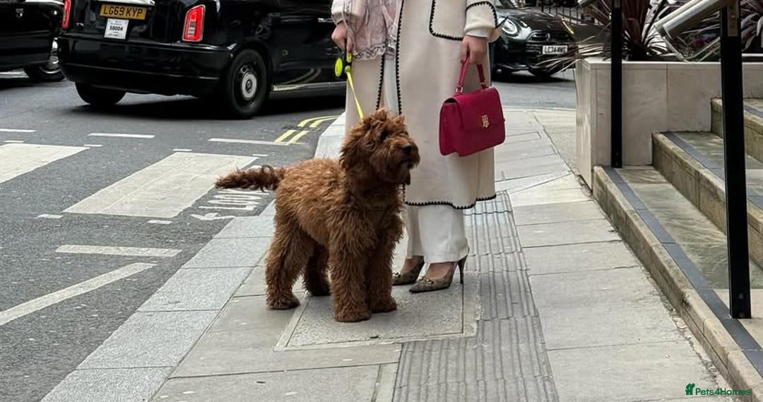 Irish Doodle dogs for sale: Stunning F1 mini Irish  Doodles  - Image 19