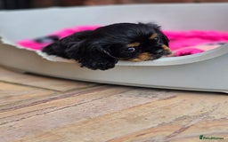 Cavalier King Charles Spaniel dogs for sale: KC Reg Black & Tan Cavalier Girl Puppies  - Image 7