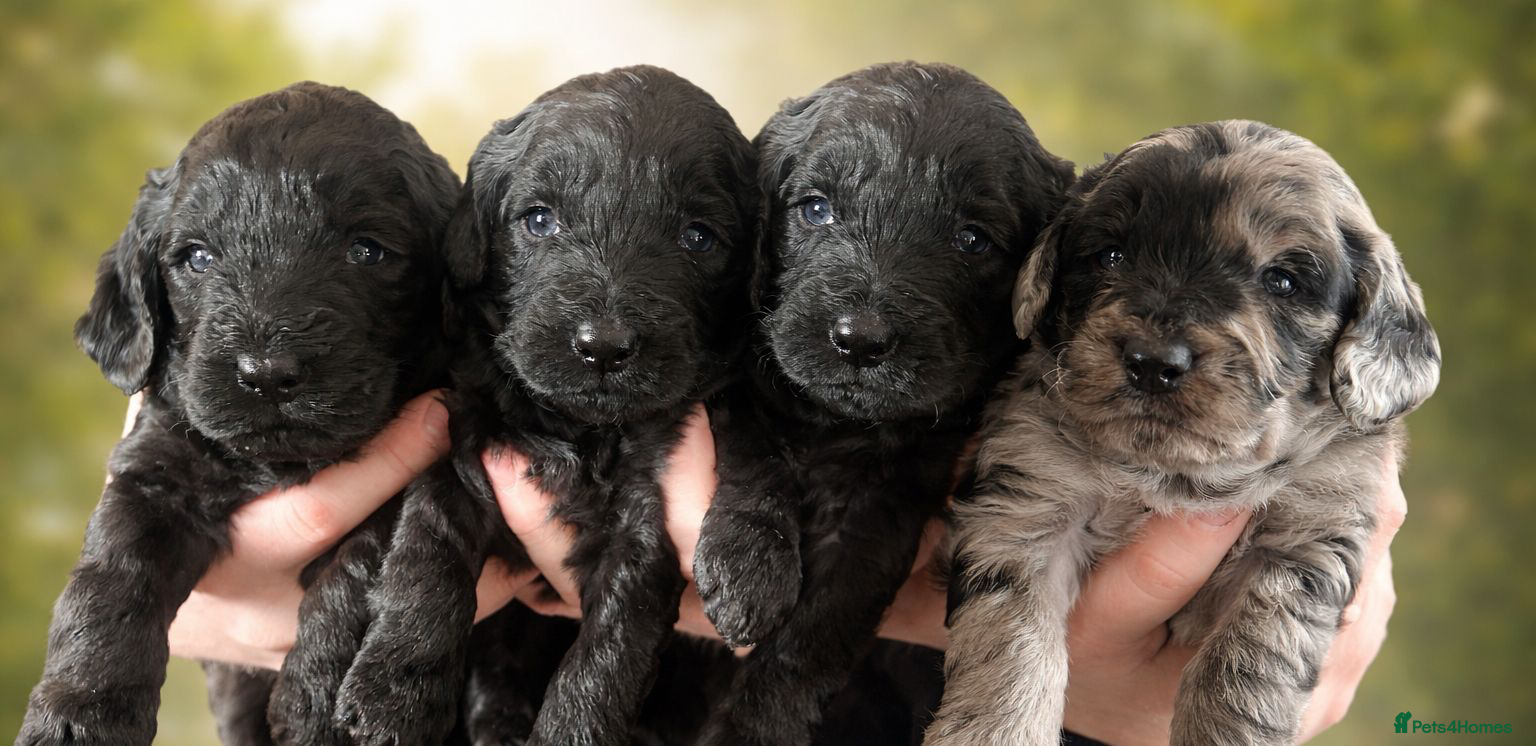Labradoodle dogs Beautiful F2B Miniature Labradoodle Puppies  🐾 - Advert 2
