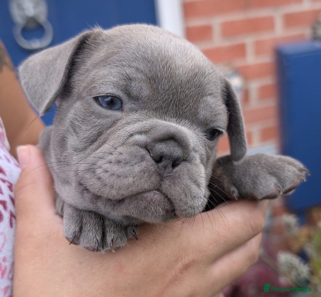 French Bulldog dogs for sale: Stunning French bulldog puppies 🐕 - Image 20