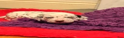 Dalmatian dogs for sale: 6 Dalmatian Puppies for Sale  in Heathfield - Advert 35