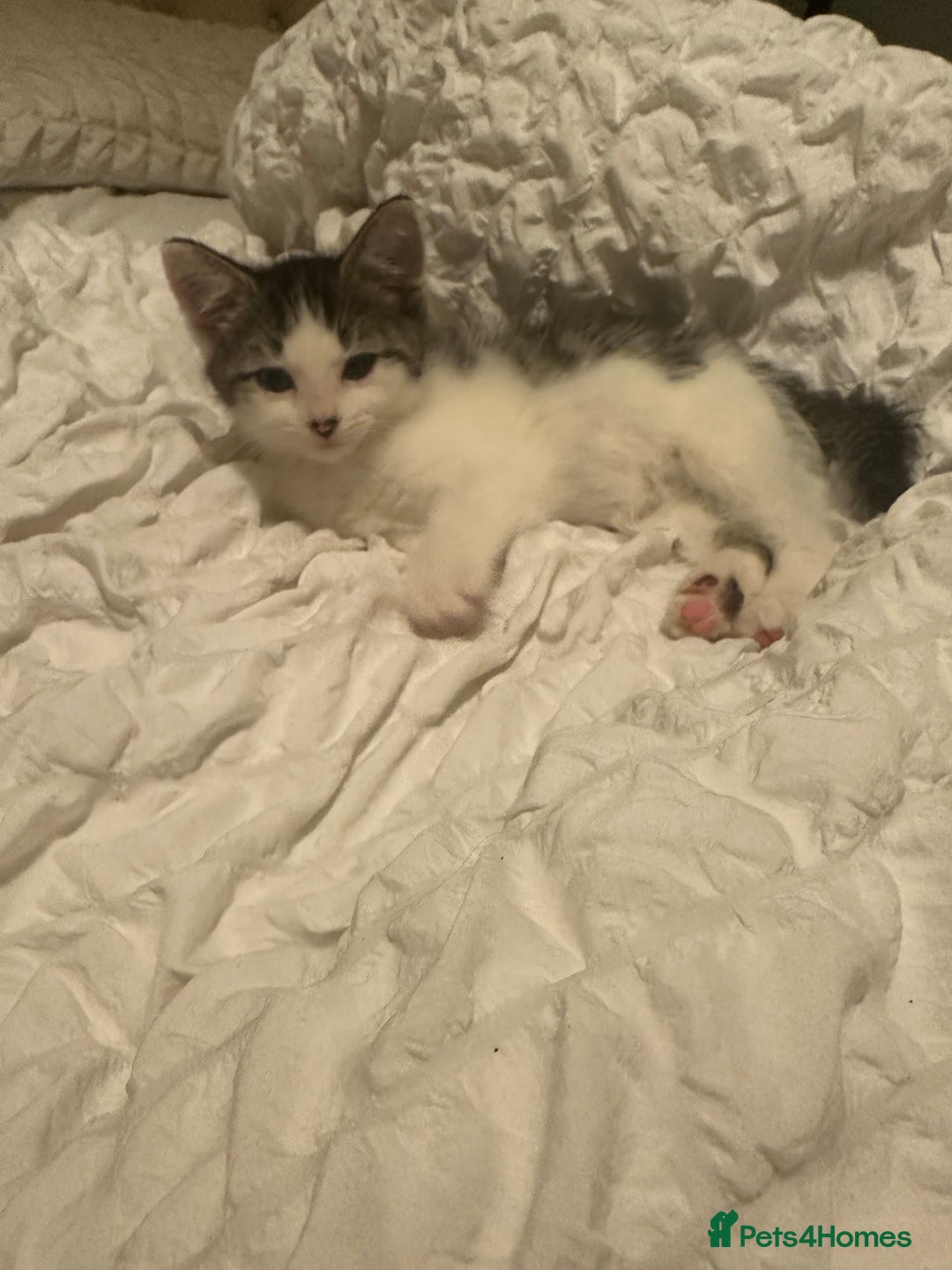 Mixed Breed cats for sale: Persian mixed bread kittens  - Advert 4