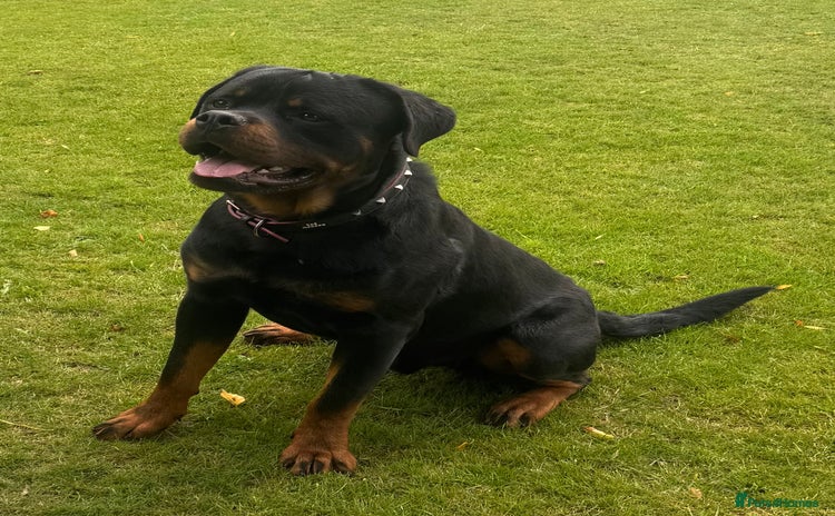 Rottweiler dogs - Advert 1