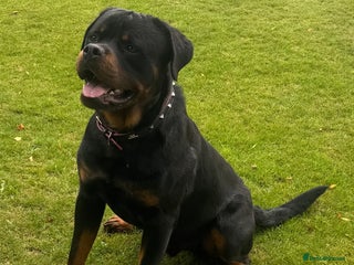 Rottweiler dogs - Advert 20