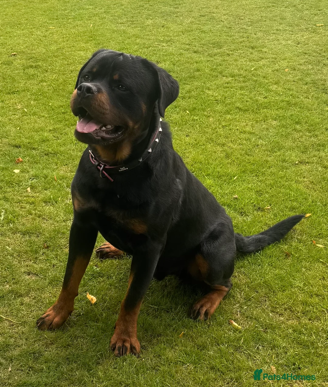Rottweiler dogs for stud: KC ROTTWEILER FOR STUD  - Advert 1