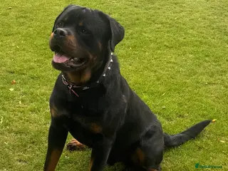Rottweiler dogs KC ROTTWEILER FOR STUD - Advert 4