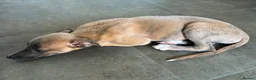 Mixed Breed dogs for sale: Whippet puppies for sale  in Swindon - Advert 13