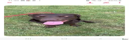 Labrador Retriever dogs for stud: Buddy - Advert 5