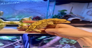 Gecko reptiles - Advert 4