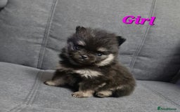 Pomeranian dogs for sale: Beautiful pomeranian puppies for sale 🥰 - Image 3