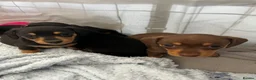 Miniature Dachshund dogs for sale: Miniature dachshund puppies  in Wisbech - Advert 5