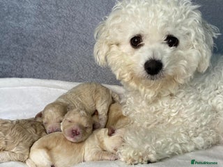 Cavapoo dogs - Advert 28