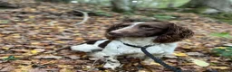 English Springer Spaniel dogs for stud: KC reg liver & white springer stud  - Advert 3