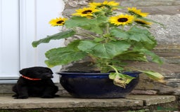Labrador Retriever dogs for sale: Black and Yellow Working Labrador Puppies  - Image 32
