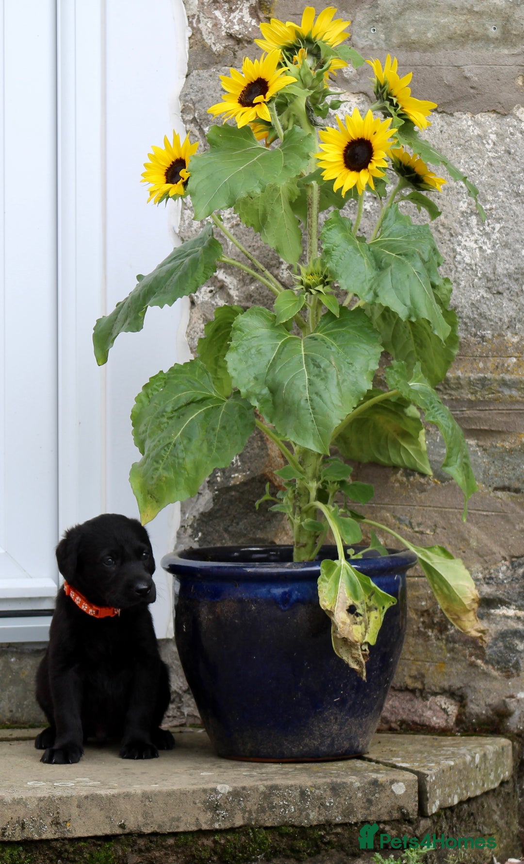 Labrador Retriever dogs for sale: Black and Yellow Working Labrador Puppies  - Image 32