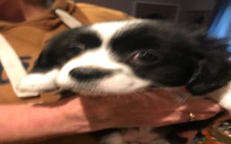 Mixed Breed dogs for sale: Chihuahua X puppies - Advert 5