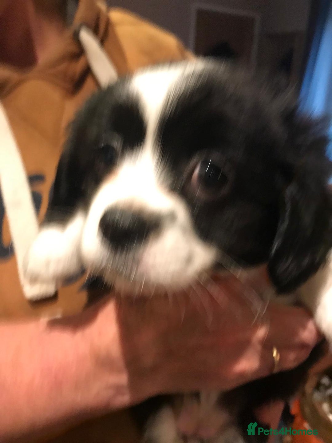 Mixed Breed dogs for sale: Chihuahua X puppies - Advert 5