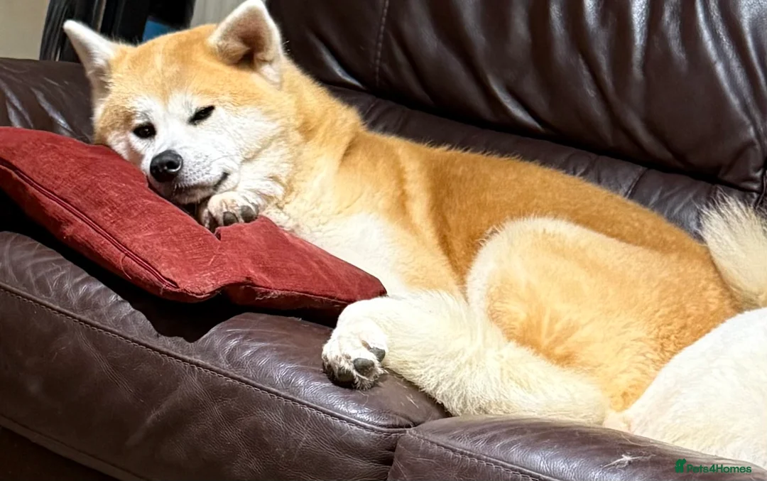 Japanese Akita Inu dogs for sale: Stunning female  - Advert 6
