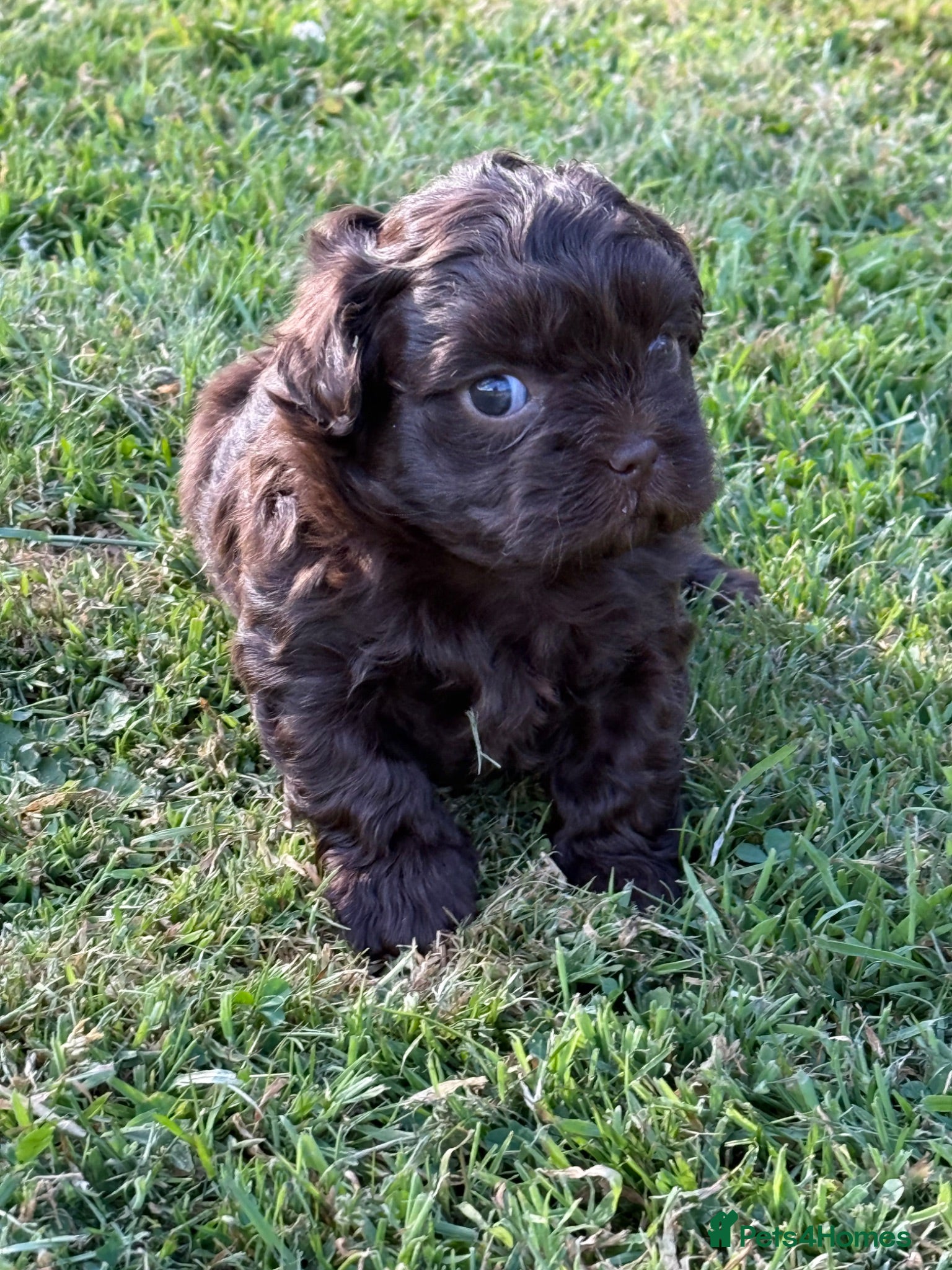 Shihpoo dogs Beautiful Shihpoo Puppies - Advert 13